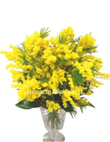 Bouquet di mimosa con prezzo a scelta.